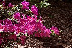 ������ (Rhododendron sp.)