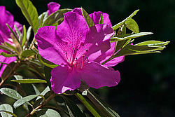 ������ (Rhododendron sp.)
