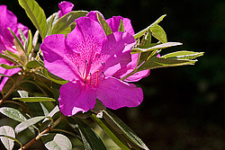 ������ (Rhododendron sp.)