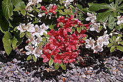 ������ (Rhododendron sp.)