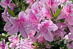 ������ (Rhododendron sp.)