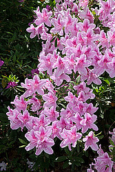 ������ (Rhododendron sp.)