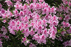 ������ (Rhododendron sp.)