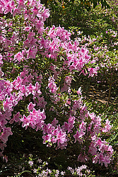 ������ (Rhododendron sp.)