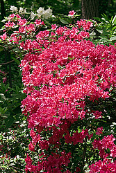 ������ (Rhododendron sp.)