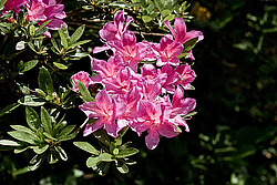 ������ (Rhododendron sp.)