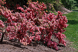 ������ (Rhododendron sp.)