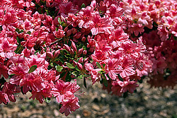 ������ (Rhododendron sp.)