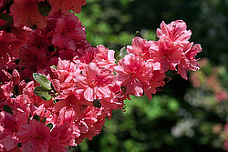 ������ (Rhododendron sp.)
