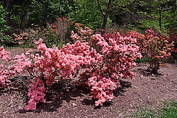 ������ (Rhododendron sp.)