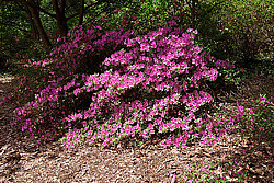 ������ (Rhododendron sp.)