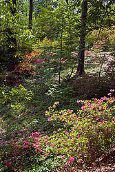 ������ (Rhododendron sp.)