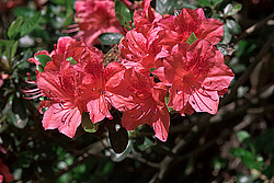 ������ (Rhododendron sp.)