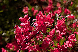 ������ (Rhododendron sp.)