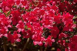 ������ (Rhododendron sp.)