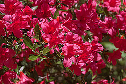������ (Rhododendron sp.)