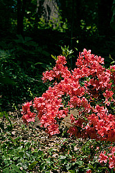 ������ (Rhododendron sp.)