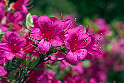������ (Rhododendron sp.)