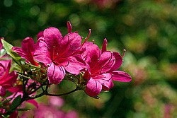 ������ (Rhododendron sp.)