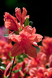 ������ (Rhododendron sp.)