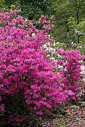 ������ (Rhododendron sp.)