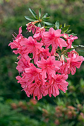 ������ (Rhododendron sp.)
