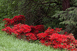 ������ (Rhododendron sp.)