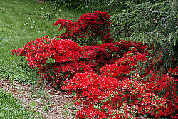 ������ (Rhododendron sp.)