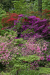 ������ (Rhododendron sp.)