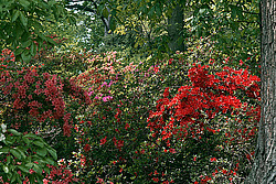 ������ (Rhododendron sp.)