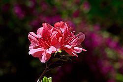 ������ (Rhododendron sp.)