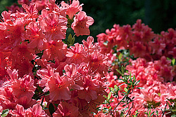 ������ (Rhododendron sp.)