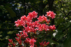 ������ (Rhododendron sp.)