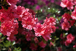 ������ (Rhododendron sp.)