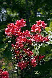 ������ (Rhododendron sp.)