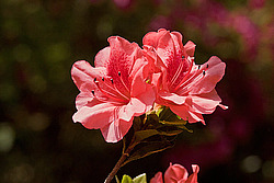 ������ (Rhododendron sp.)