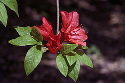������ (Rhododendron sp.)