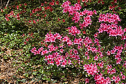 ������ (Rhododendron sp.)