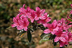 ������ (Rhododendron sp.)