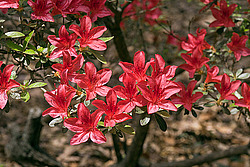 ������ (Rhododendron sp.)