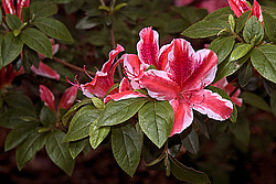 ������ (Rhododendron sp.)