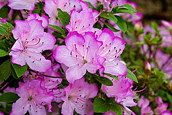������ (Rhododendron sp.)