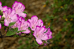 ������ (Rhododendron sp.)