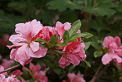 ������ (Rhododendron sp.)