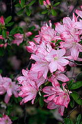 ������ (Rhododendron sp.)