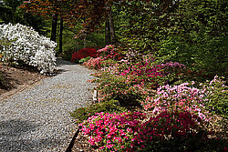 ������ (Rhododendron sp.)