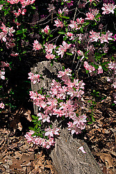 ������ (Rhododendron sp.)