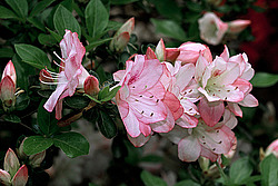 ������ (Rhododendron sp.)