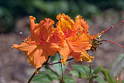 ������ (Rhododendron sp.)