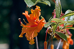 ������ (Rhododendron sp.)